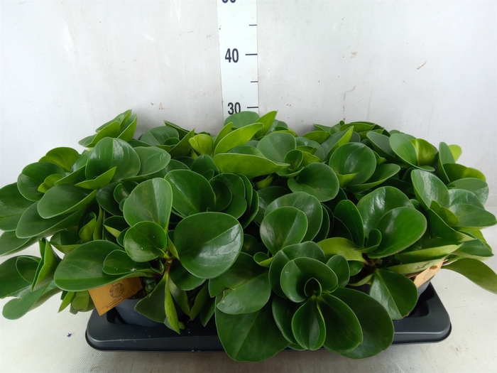 <h4>Peperomia obt. 'Green Gold'</h4>