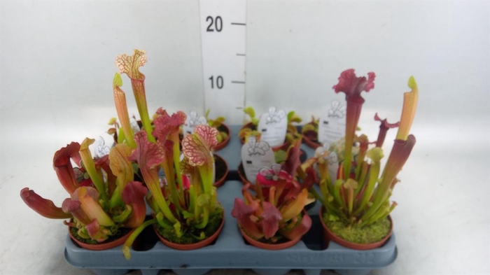 <h4>Vleesetende planten</h4>