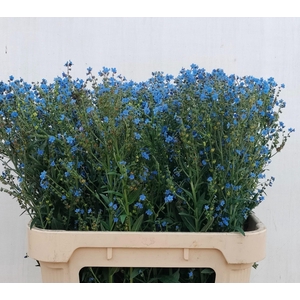 CYNOGLOSSUM AMABI ZD