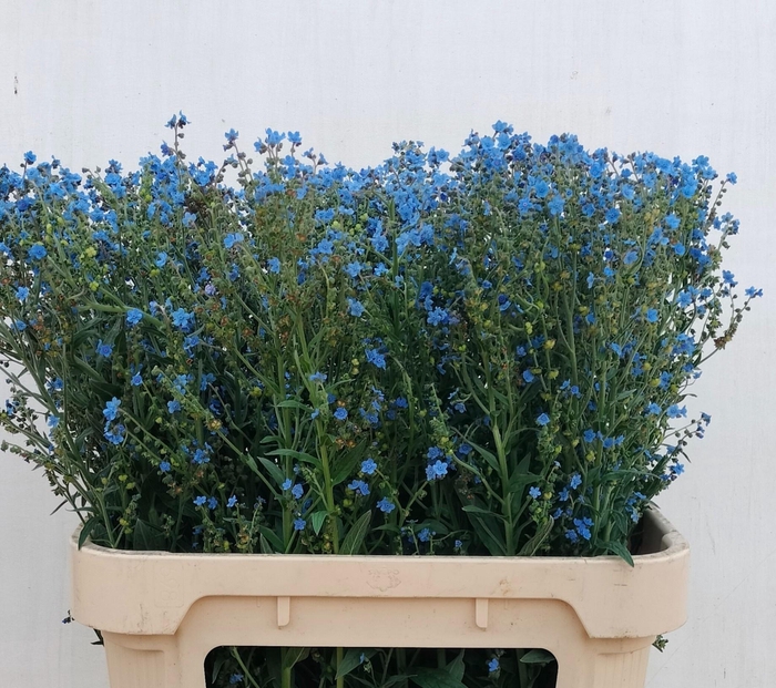 <h4>CYNOGLOSSUM AMABI ZD</h4>