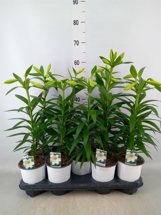 <h4>Lilium long. 'Miracle'</h4>