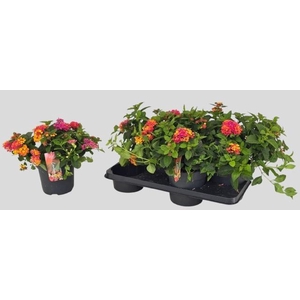 LANT C HAVANA ROSE