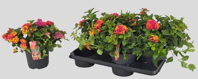 <h4>LANT C HAVANA ROSE</h4>