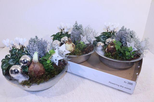 <h4>Arr Hippeastrum</h4>