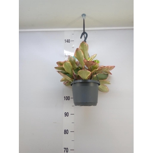 Peperomia clusiifolia 'Jellie'