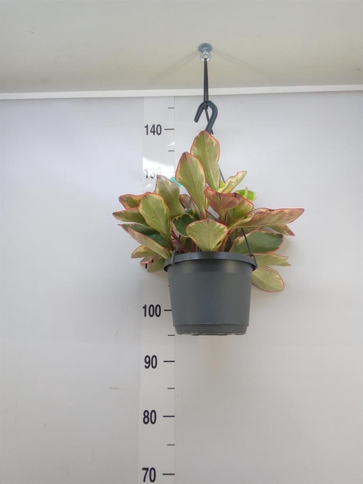 <h4>Peperomia clusiifolia 'Jellie'</h4>