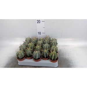 Astrophytum ornatum