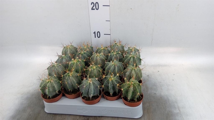 <h4>Astrophytum ornatum</h4>
