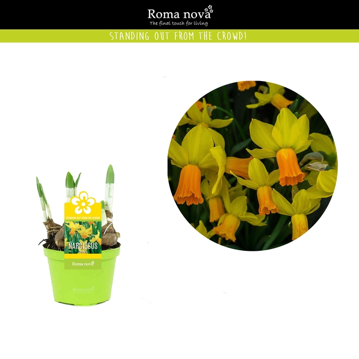 <h4>Narcissus Jetfire 9cm</h4>