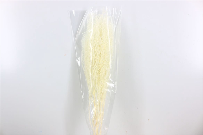 <h4>Pres Lepidium Bleached Bunch</h4>