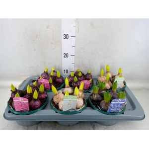 Hyacinthus orie.   ...mix 3