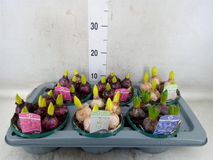 <h4>Hyacinthus orie.   ...mix 3</h4>