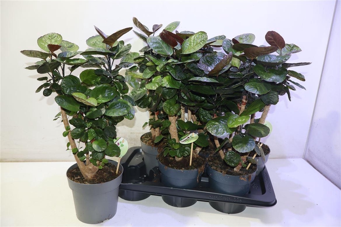 <h4>arr8 Poly Fabian</h4>