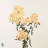 Achillea lachsschönheit