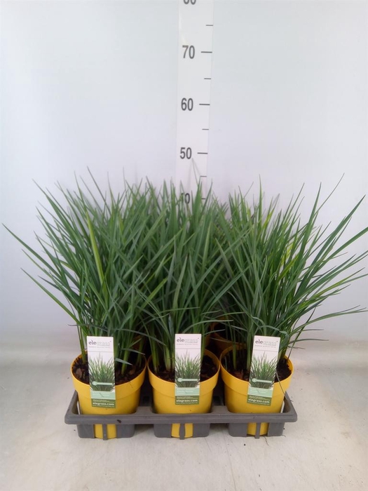 <h4>Dianella caerulea</h4>