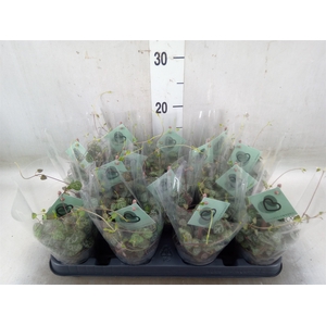 Ceropegia woodii ssp. woodii