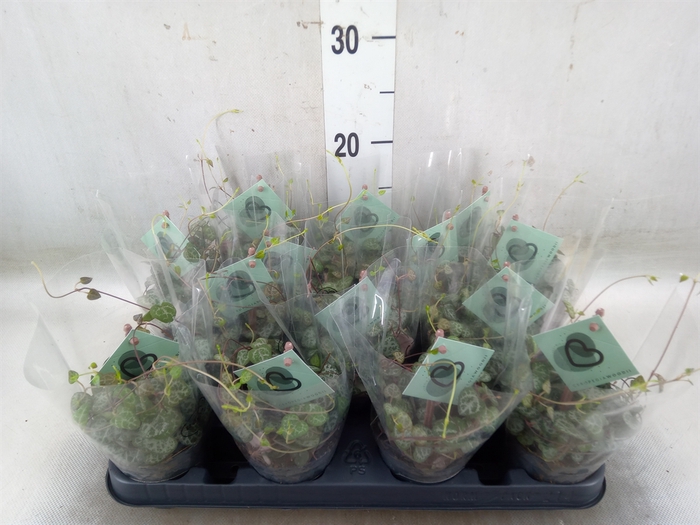 <h4>Ceropegia woodii ssp. woodii</h4>