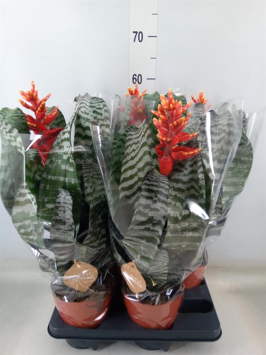 <h4>Aechmea   ...</h4>