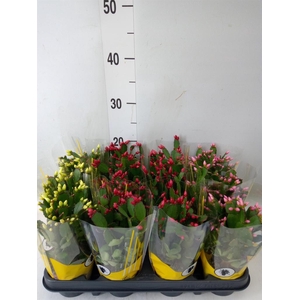 Rhipsalidopsis   ...