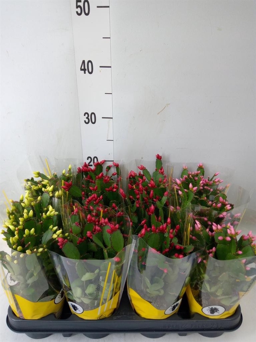 <h4>Rhipsalidopsis   ...</h4>