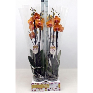 Phalaenopsis   ...orange