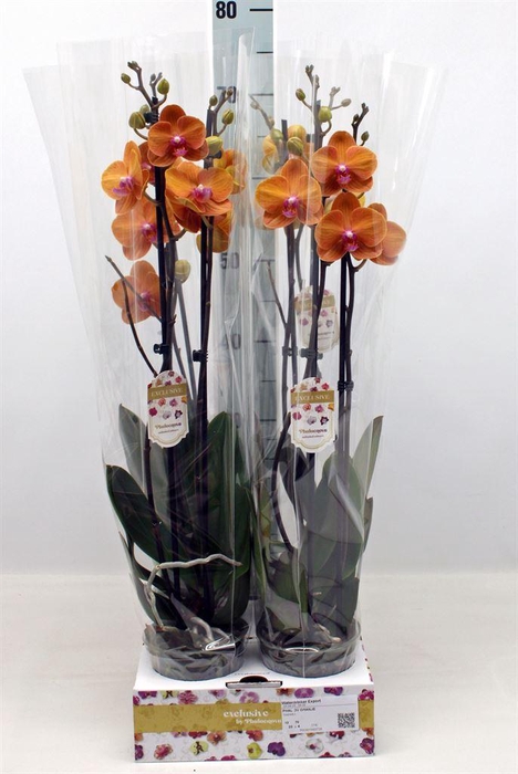 <h4>Phalaenopsis   ...orange</h4>