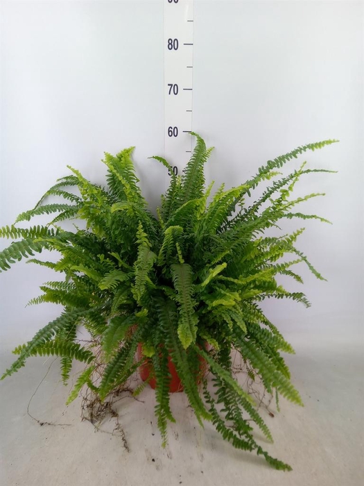 <h4>Nephrolepis exal. 'Green Lady'</h4>