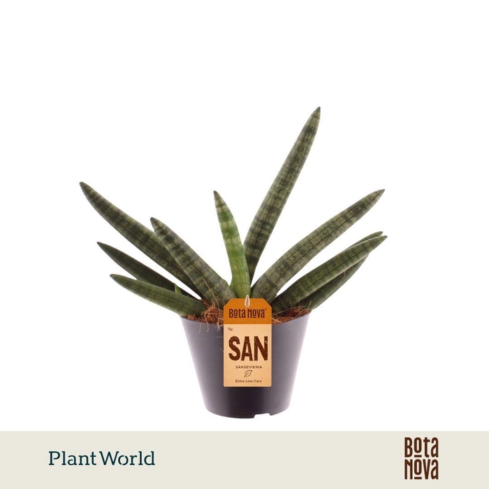 <h4>Sansevieria Skyline DUBBEL</h4>