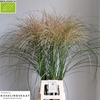 Siergras Miscanthus Sinensis Wit Bio