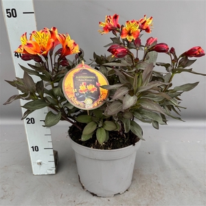 Alstroemeria 'Indian Summer' C5
