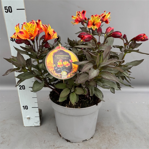 <h4>Alstroemeria 'Indian Summer' C5</h4>