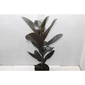 FICUS ELASTICA BURGUNDY P17