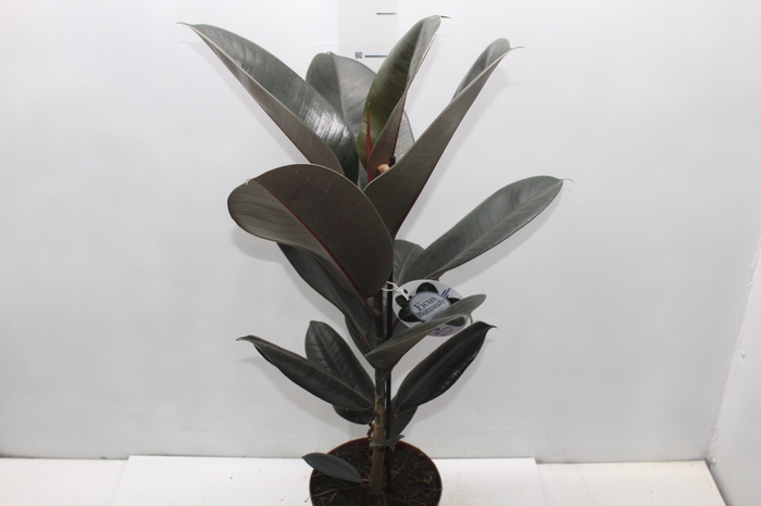 <h4>FICUS ELASTICA BURGUNDY P17</h4>