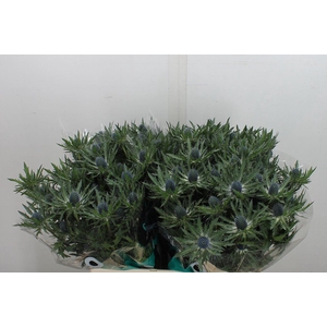 Eryngium  'Orion Questar'