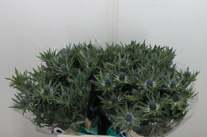 <h4>Eryngium  'Orion Questar'</h4>