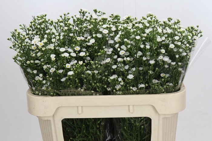 <h4>Aster Paquita</h4>