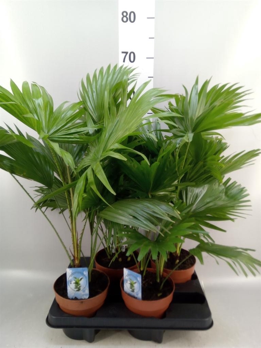 <h4>Livistona rotundifolia</h4>