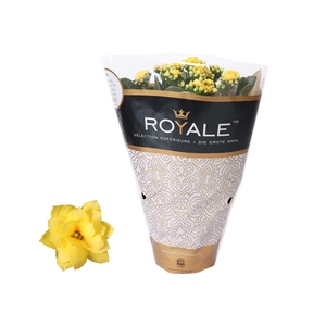 Kalanchoe Rosalina 12cm Royale Amarillo geel