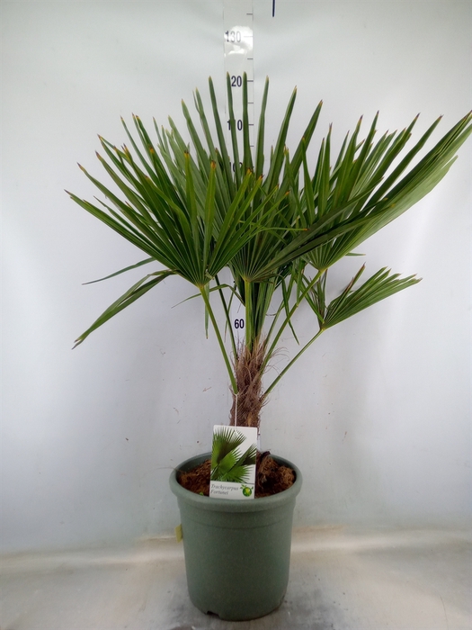 <h4>Trachycarpus fortunei</h4>