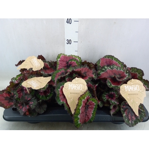 Begonia BD 'MagicColours Macarena'