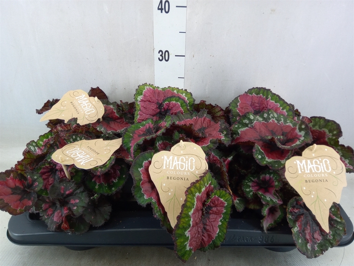 <h4>Begonia BD 'MagicColours Macarena'</h4>