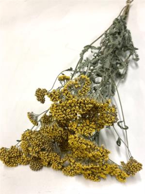 <h4>DROOG ACHILLEA LICHTGEEL</h4>