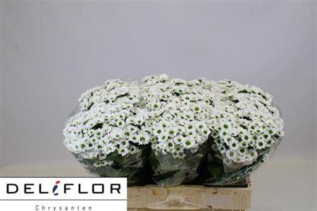 <h4>Chr S Ov White</h4>