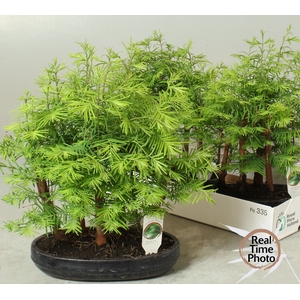 BONSAI OV