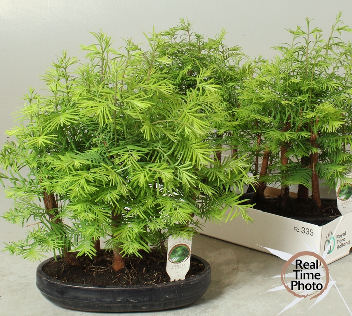 <h4>BONSAI OV</h4>