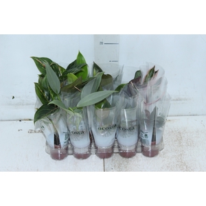 MARANTA VARIADO P06