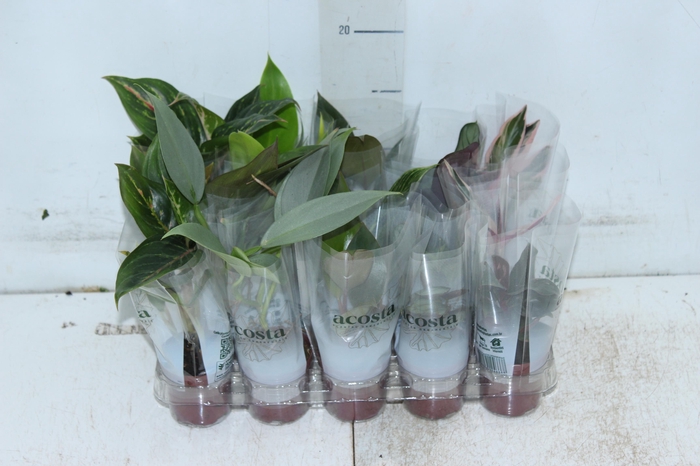<h4>MARANTA VARIADO P06</h4>