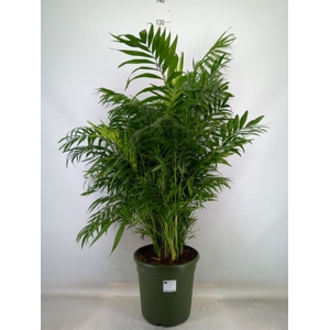 Chamaedorea elegans