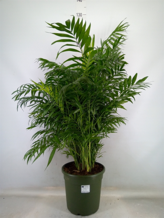 <h4>Chamaedorea elegans</h4>