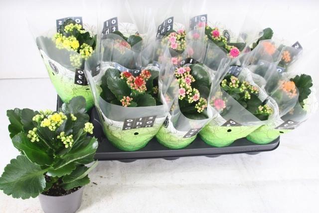 <h4>KAL GE GEM 5 KL</h4>